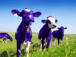 purple_cows